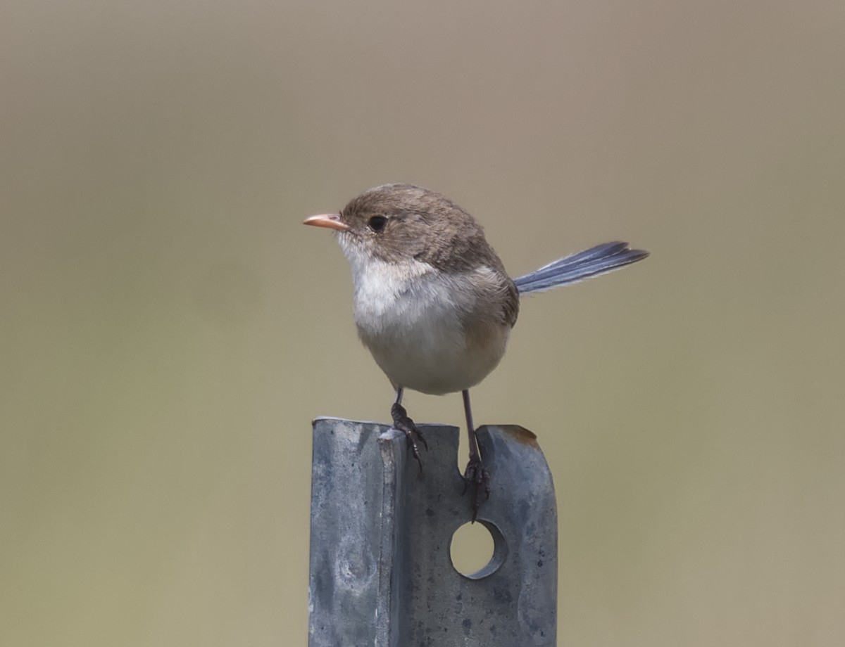 White-winged Fairywren - ML645579758