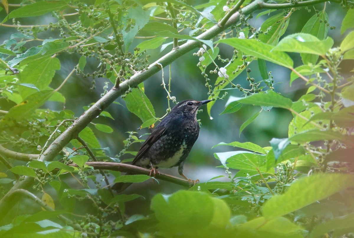 Tordo siberiano - ML645579759