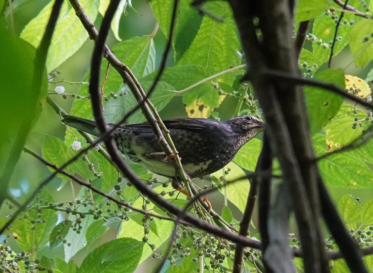 Tordo siberiano - ML645579766