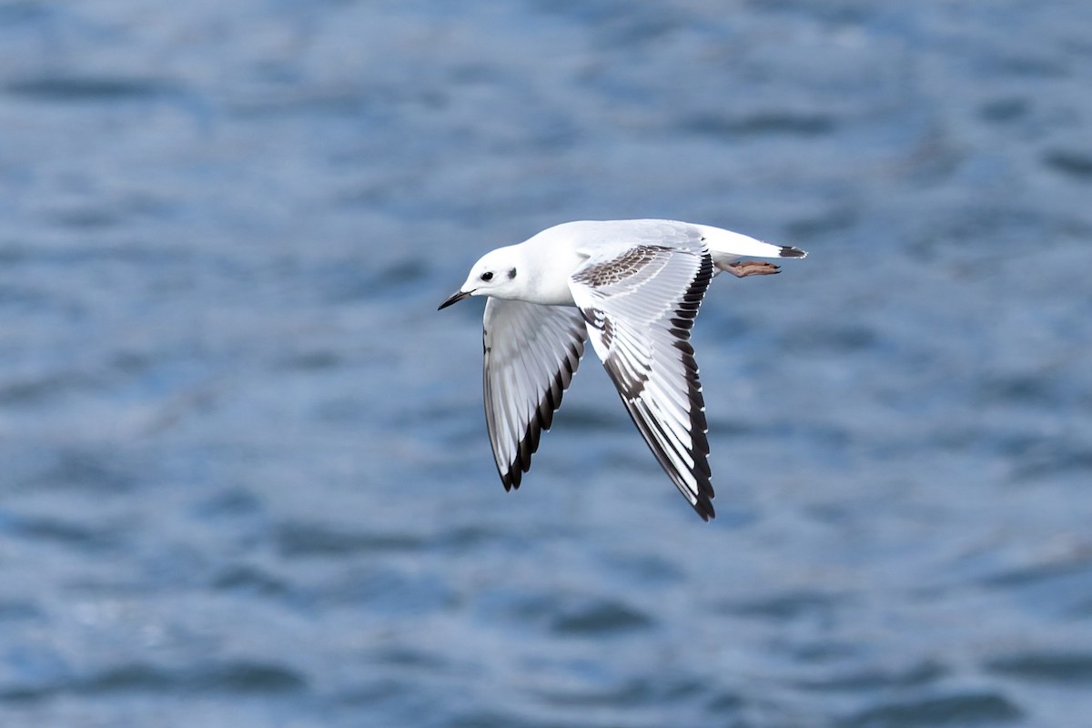 Bonaparte's Gull - ML645579767