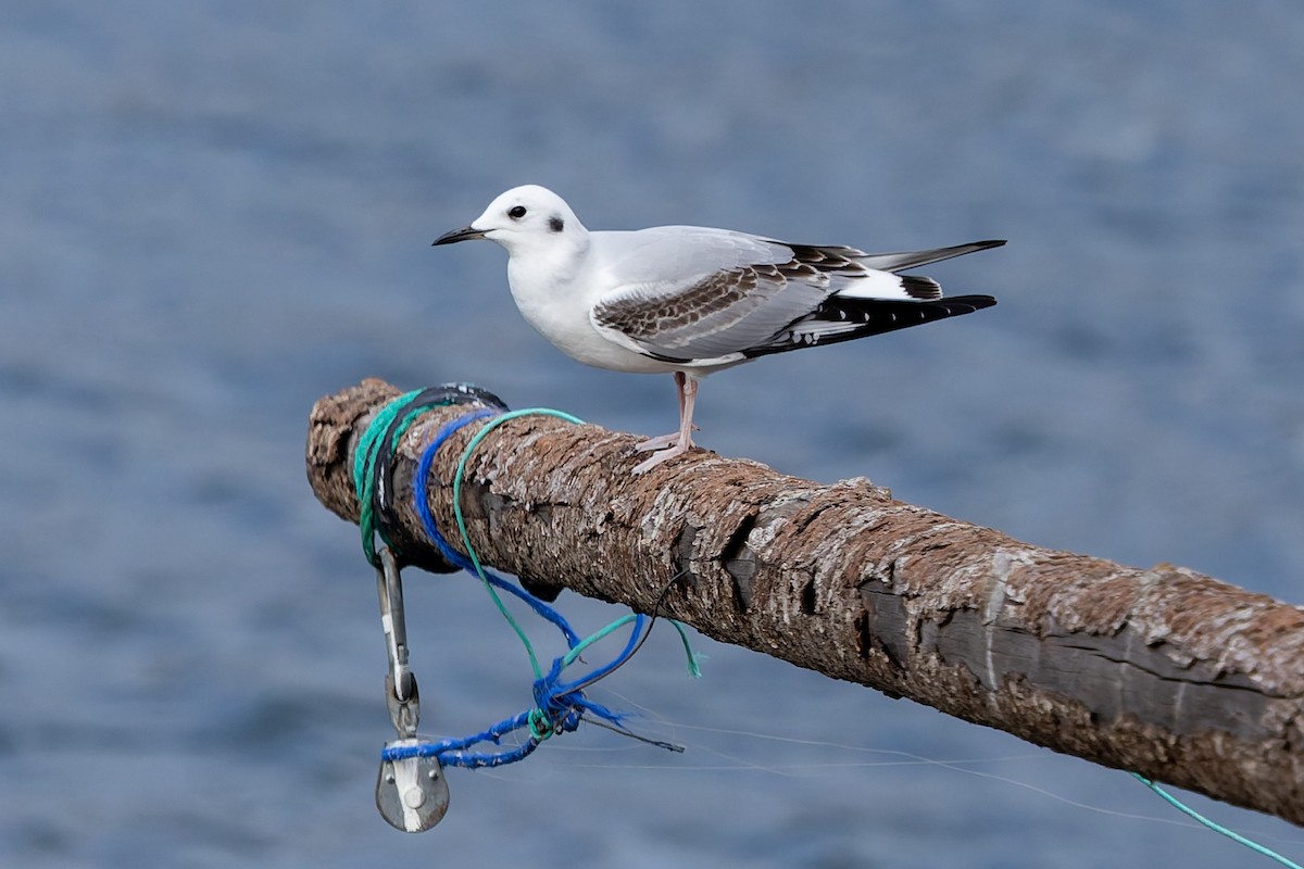 Bonaparte's Gull - ML645579768