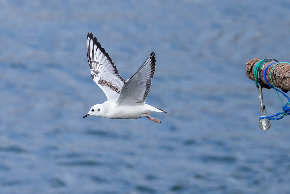 Bonaparte's Gull - ML645579769