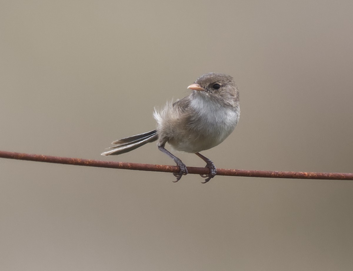 White-winged Fairywren - ML645579770