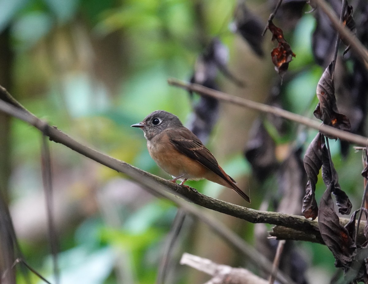 Ferruginous Flycatcher - ML645579774