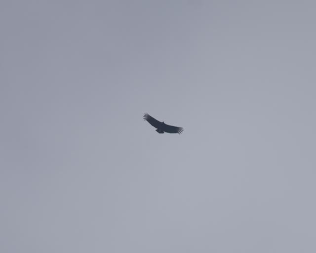 Black Vulture - ML645579776