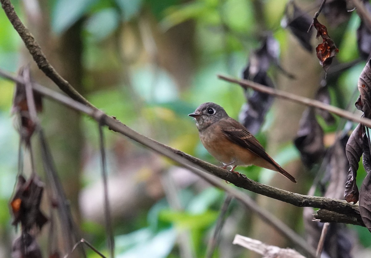 Ferruginous Flycatcher - ML645579779