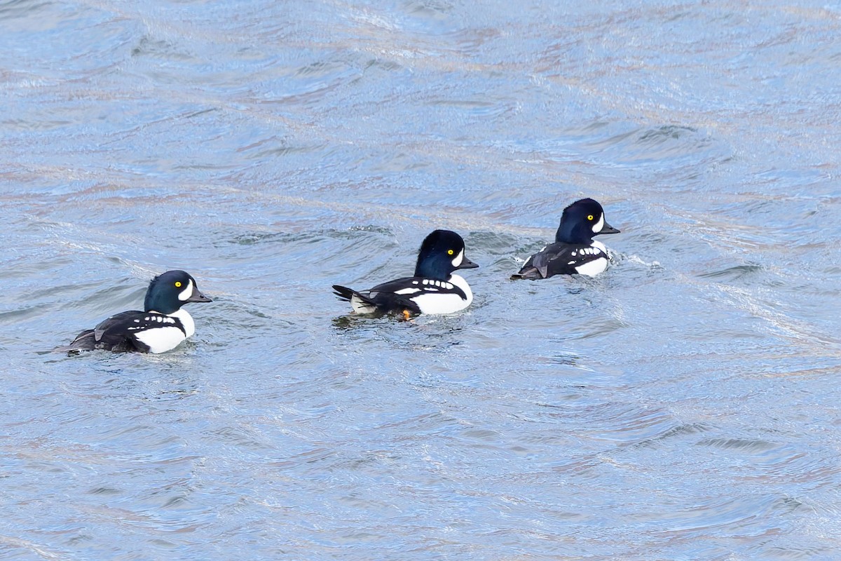 Barrow's Goldeneye - ML645579785