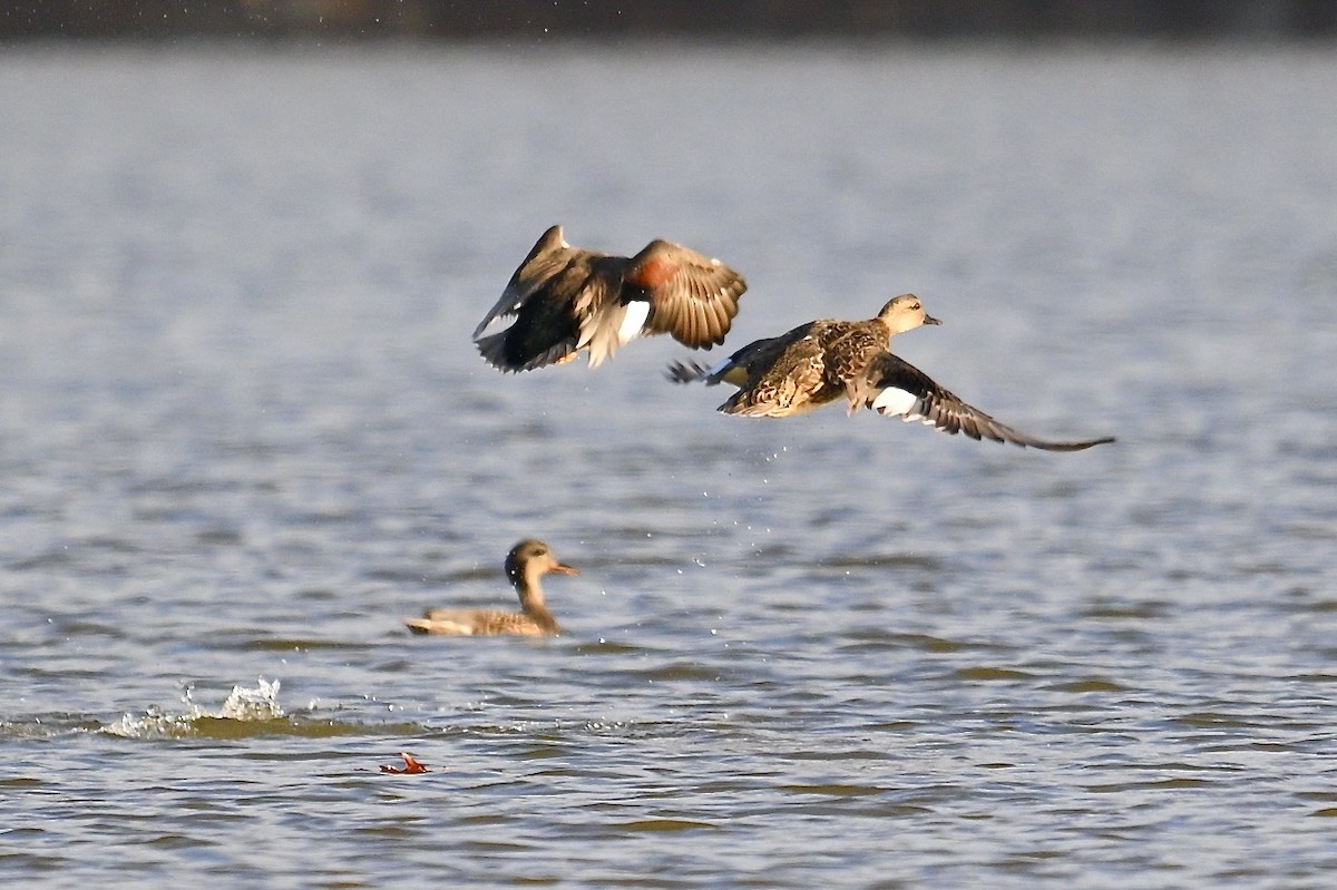 Серая утка - ML645579788