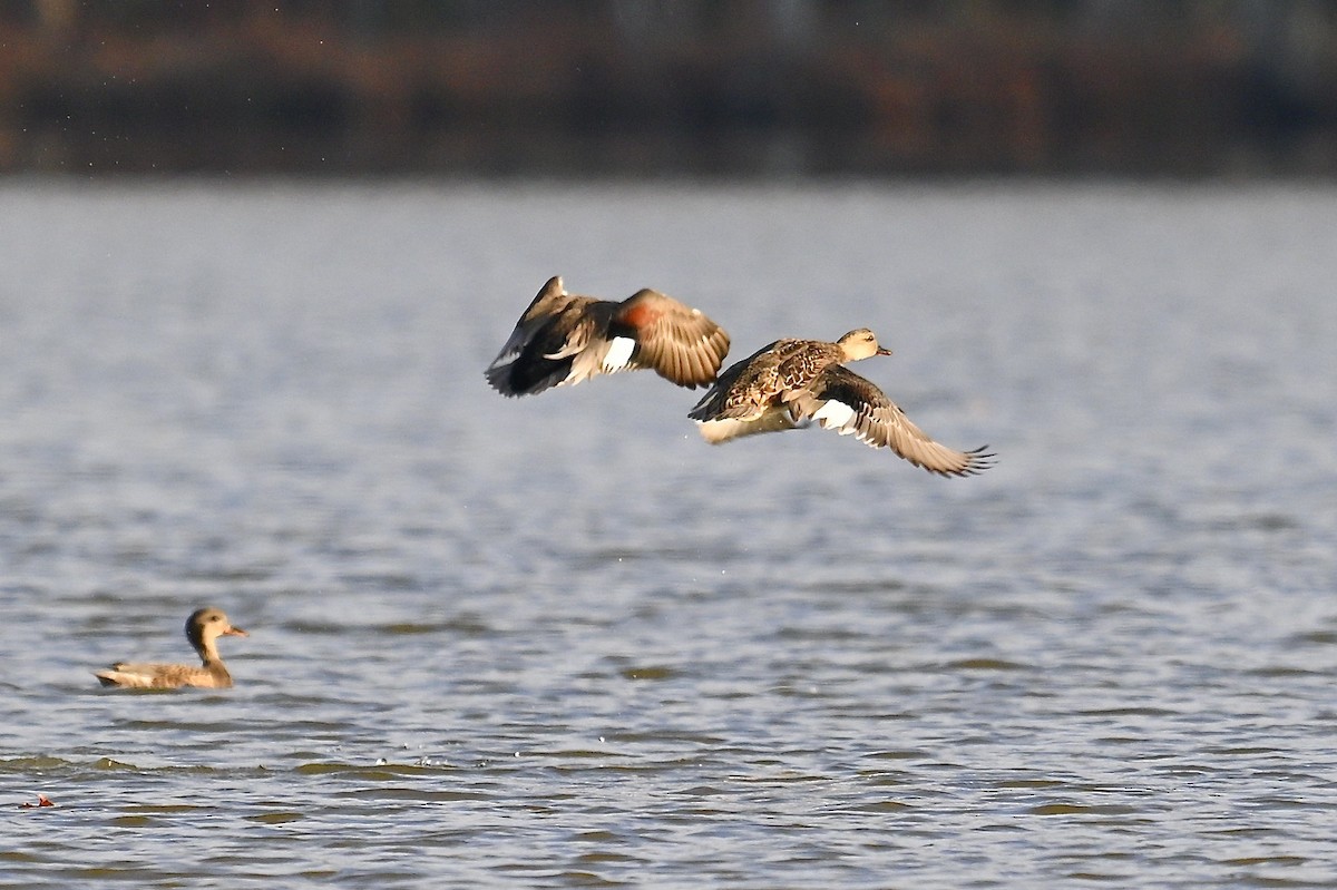 Серая утка - ML645579791