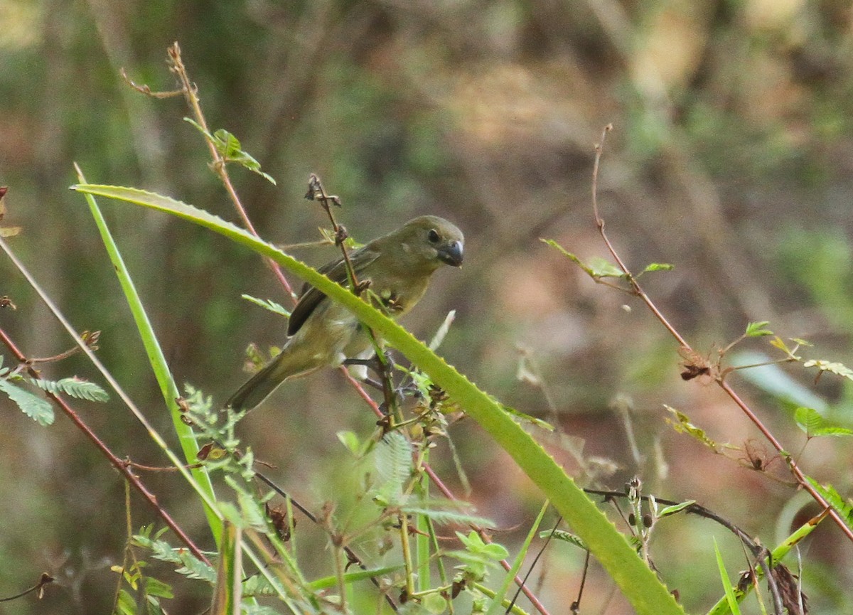 Wing-barred Seedeater - ML645579795