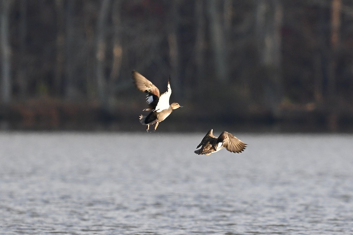 Серая утка - ML645579797