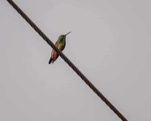 Berylline Hummingbird - ML645579798