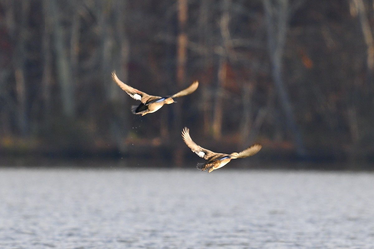 Серая утка - ML645579801