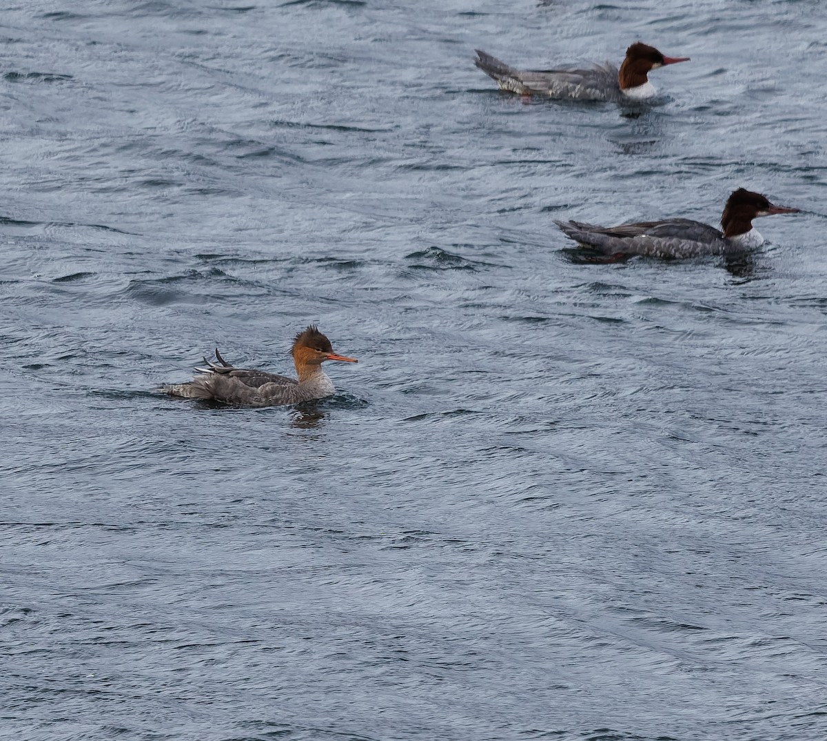 Red-breasted Merganser - ML645579808