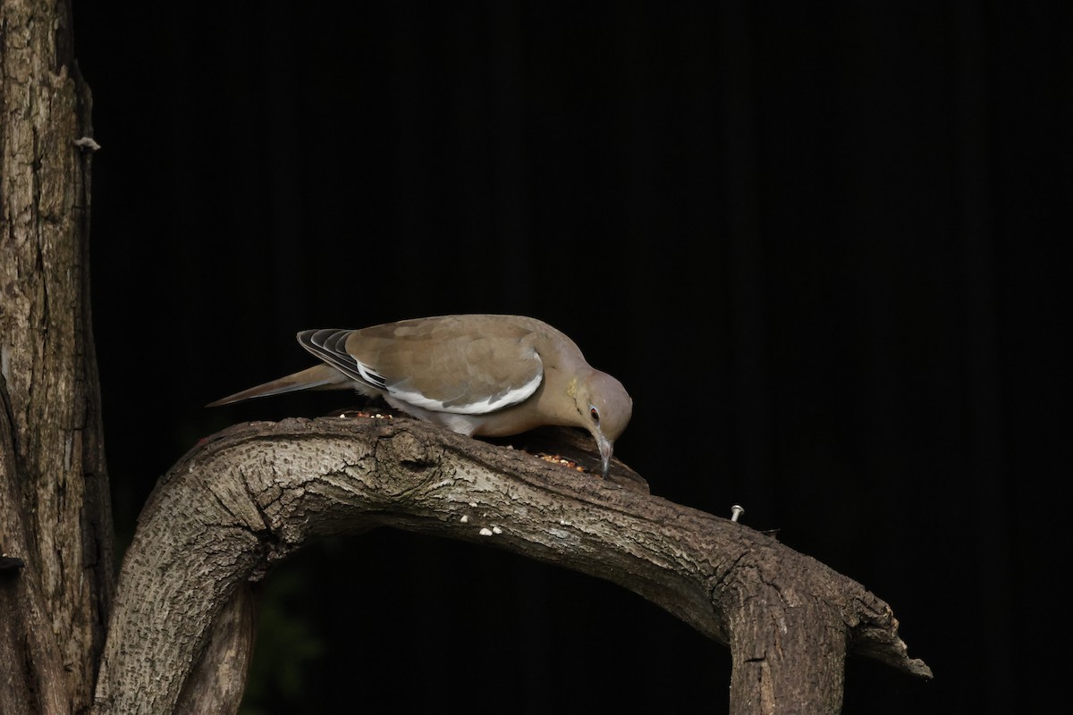 White-winged Dove - ML645579809