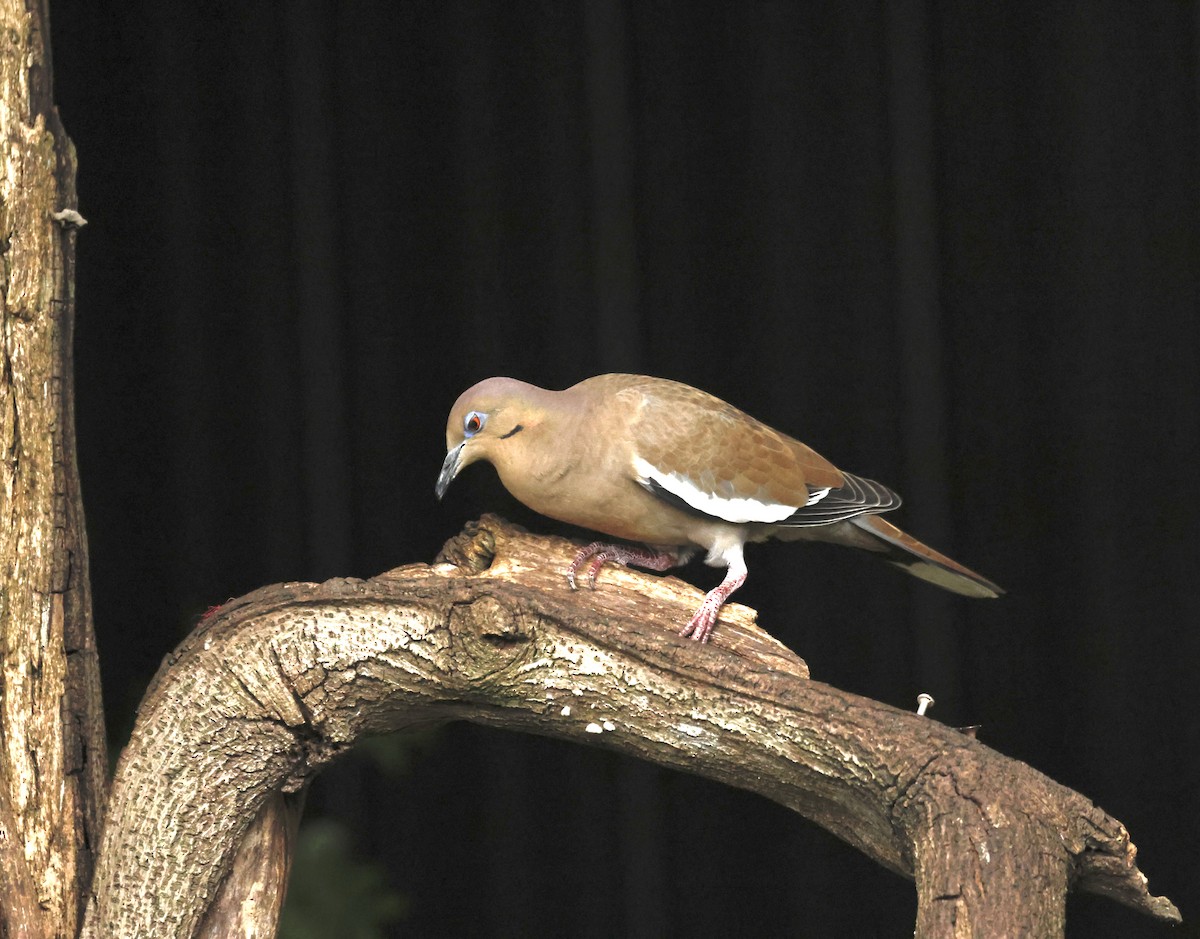 White-winged Dove - ML645579811