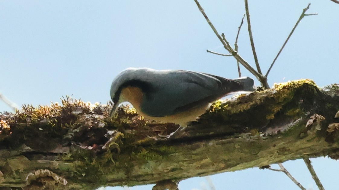 Garrapo eurasiarra - ML645579823