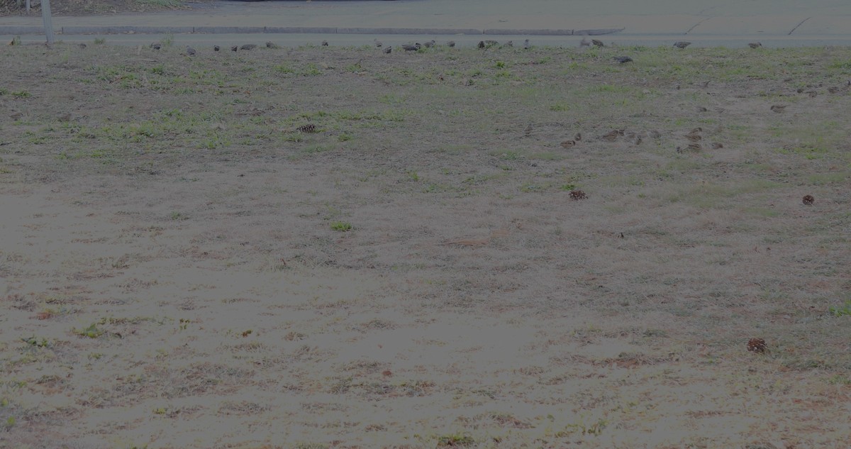 דרור הבית - ML645579830