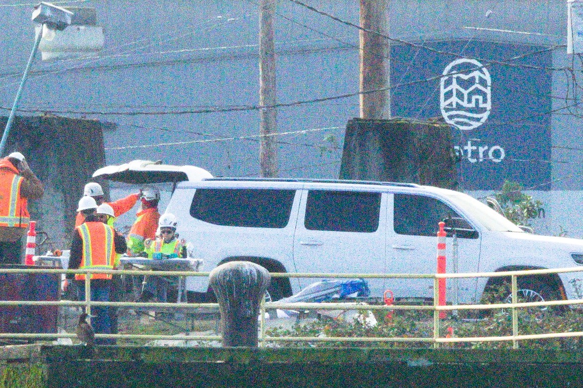 Cocos Booby - ML645579831