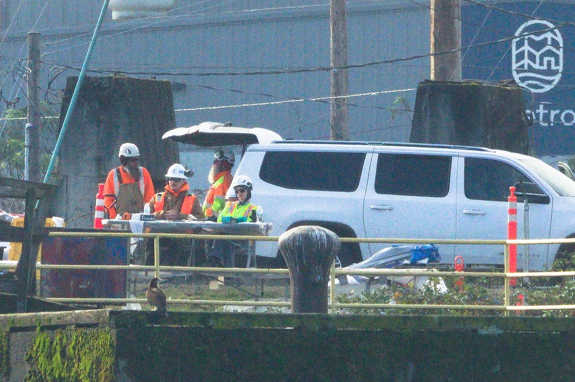 Cocos Booby - ML645579832