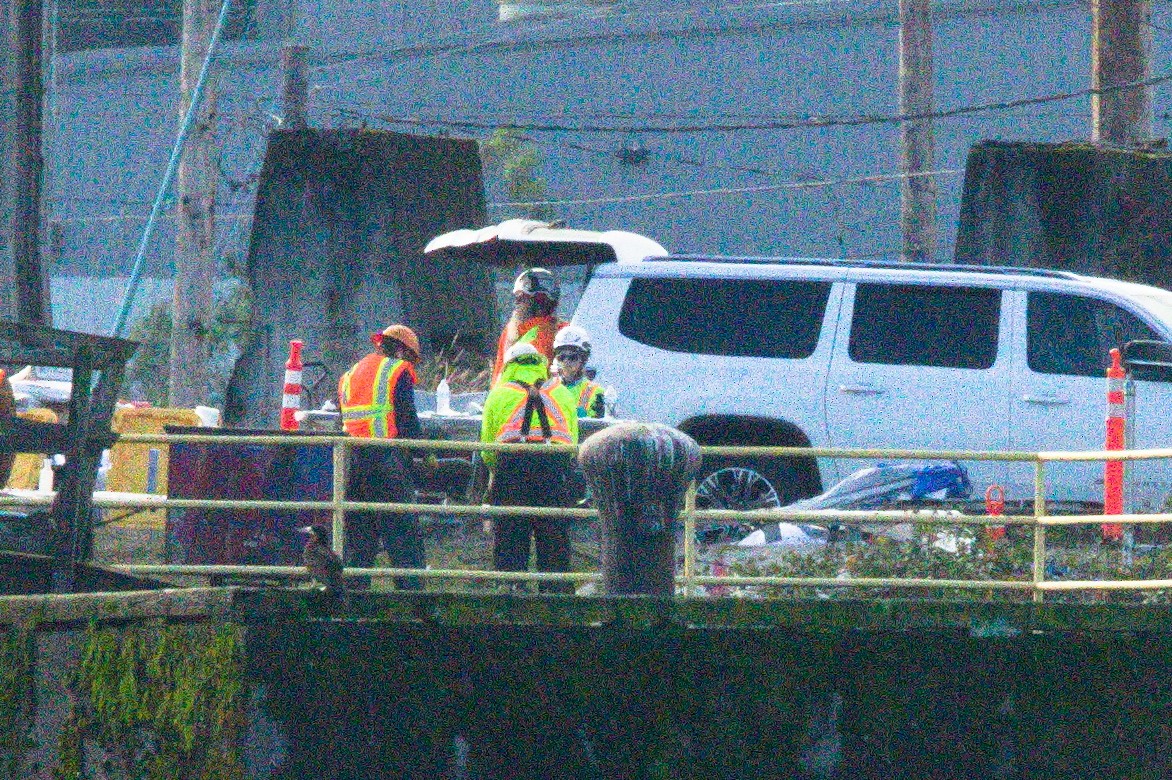 Cocos Booby - ML645579833