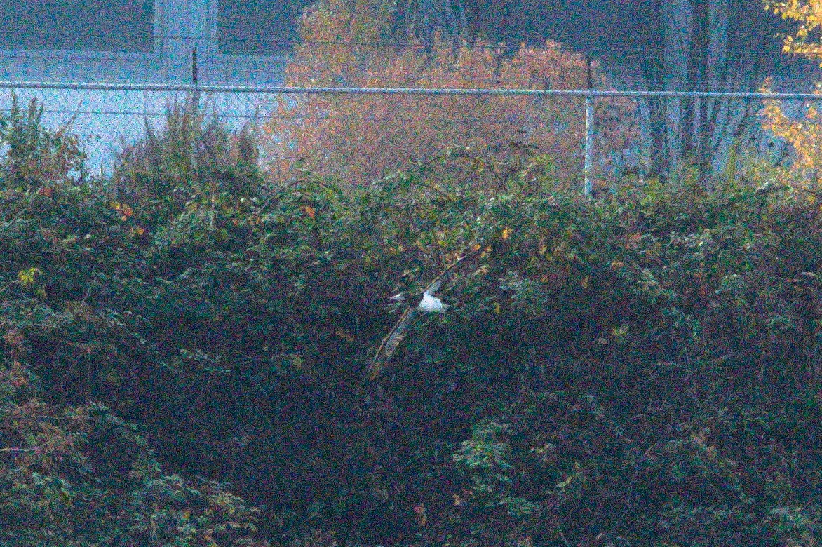 Cocos Booby - ML645579835