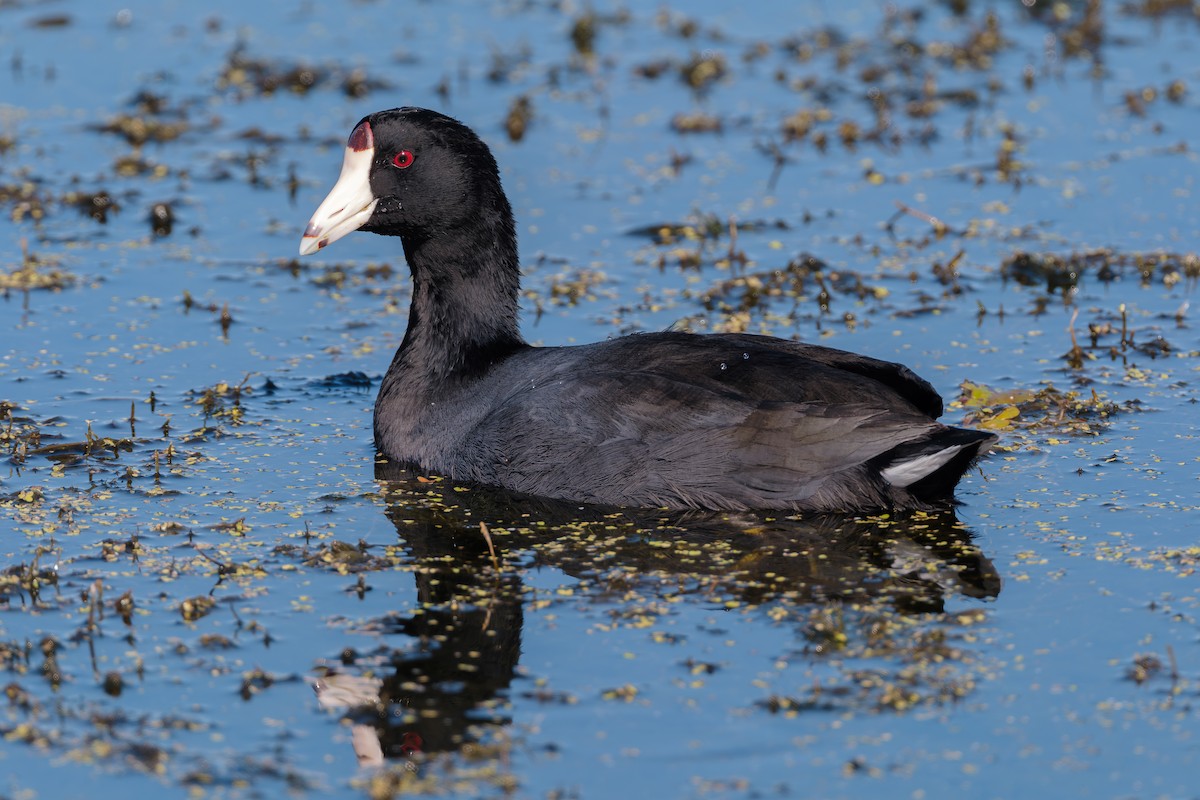 Focha Americana - ML645579839