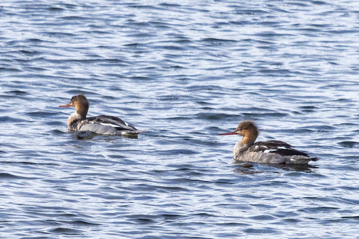 Red-breasted Merganser - ML645579843