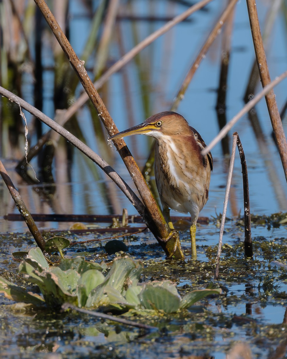 コヨシゴイ - ML645579844