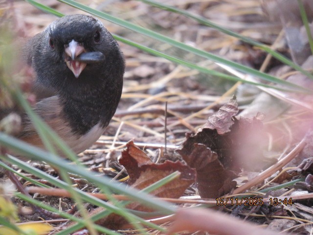 Dark-eyed Junco - ML645579845