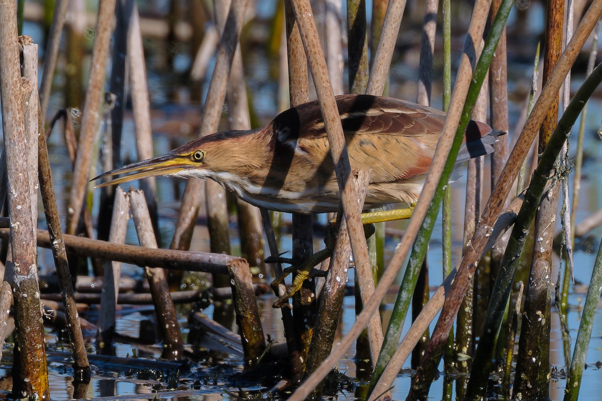 コヨシゴイ - ML645579853