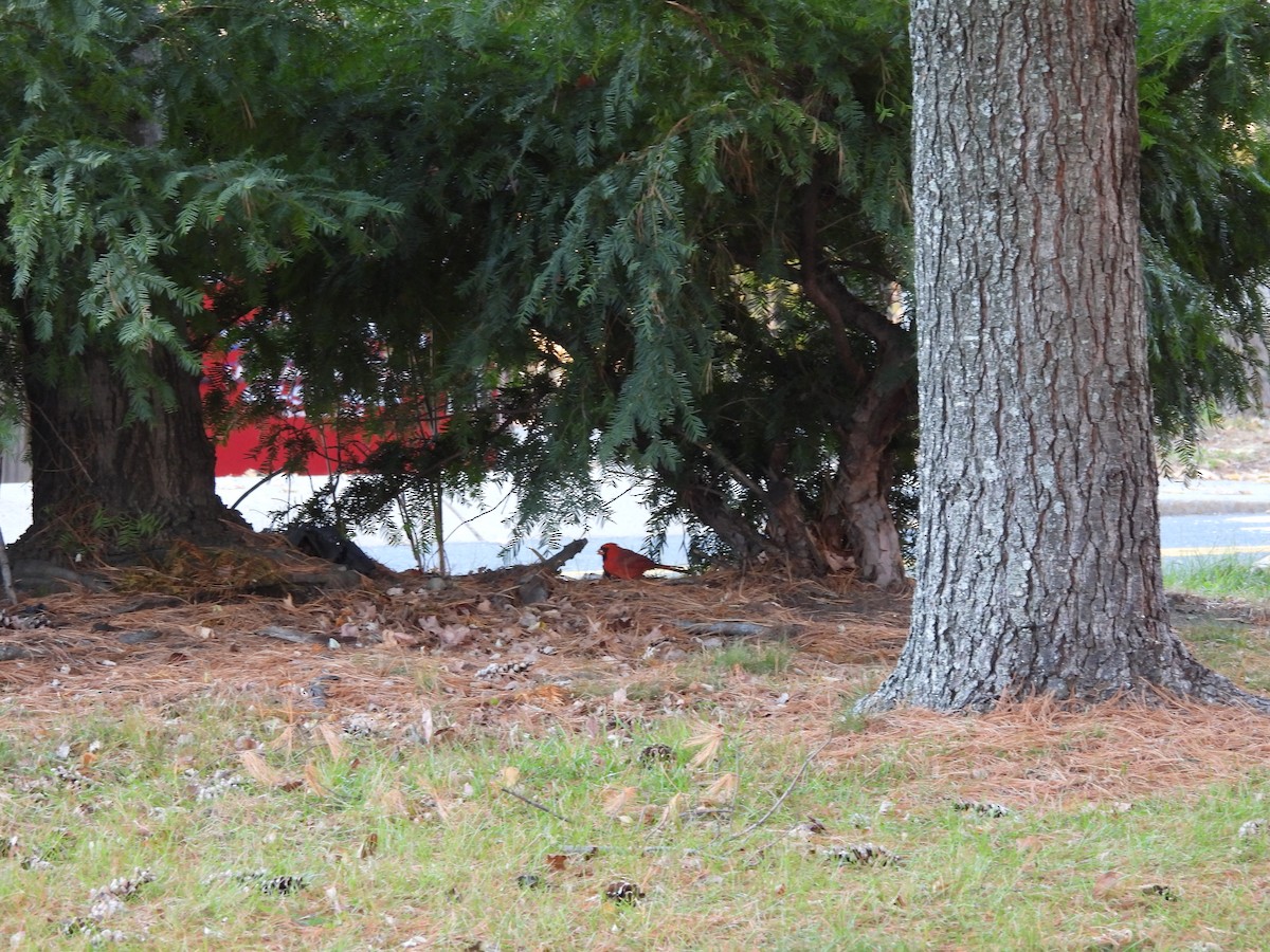 Красный кардинал - ML645579858