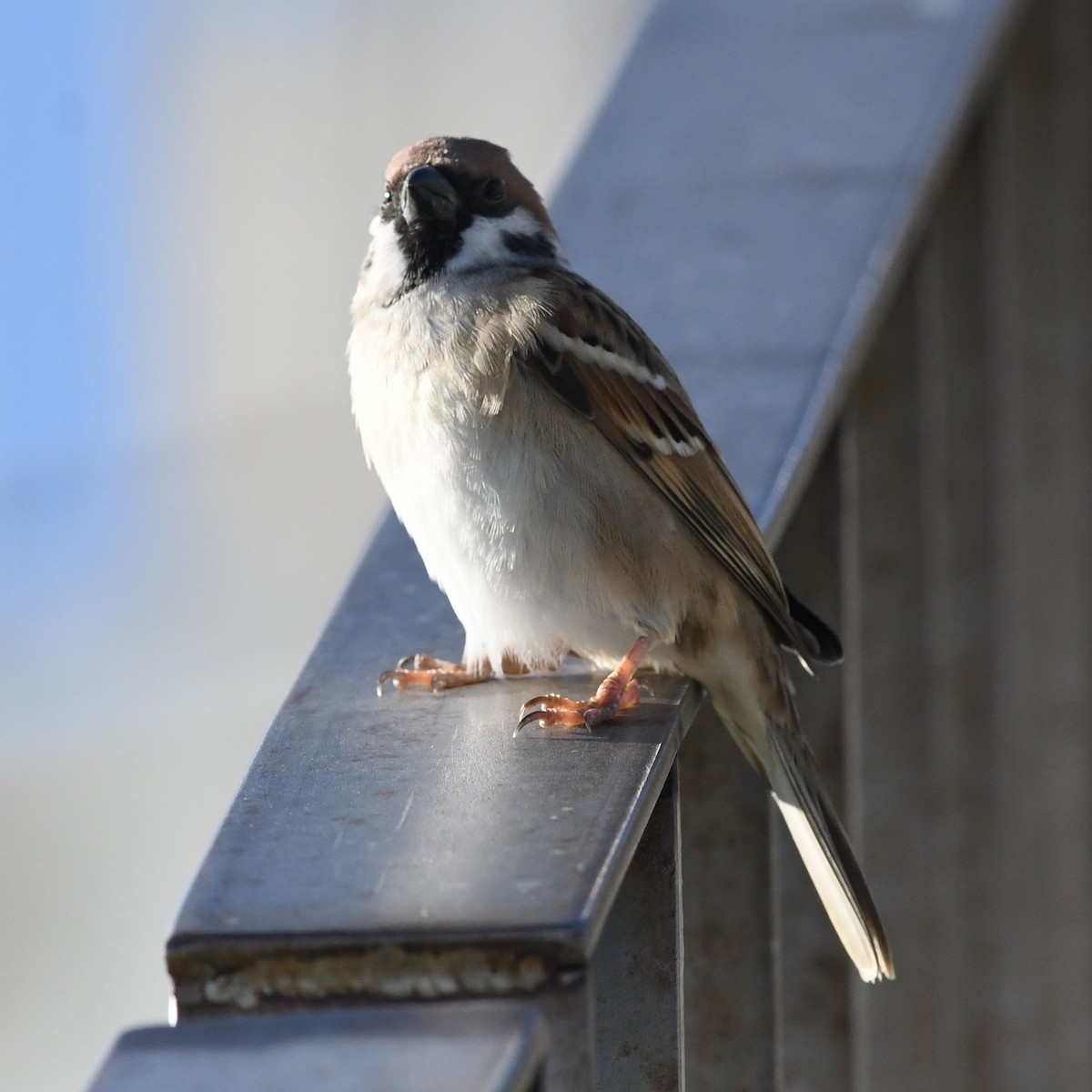 Gorrión Molinero - ML645579860