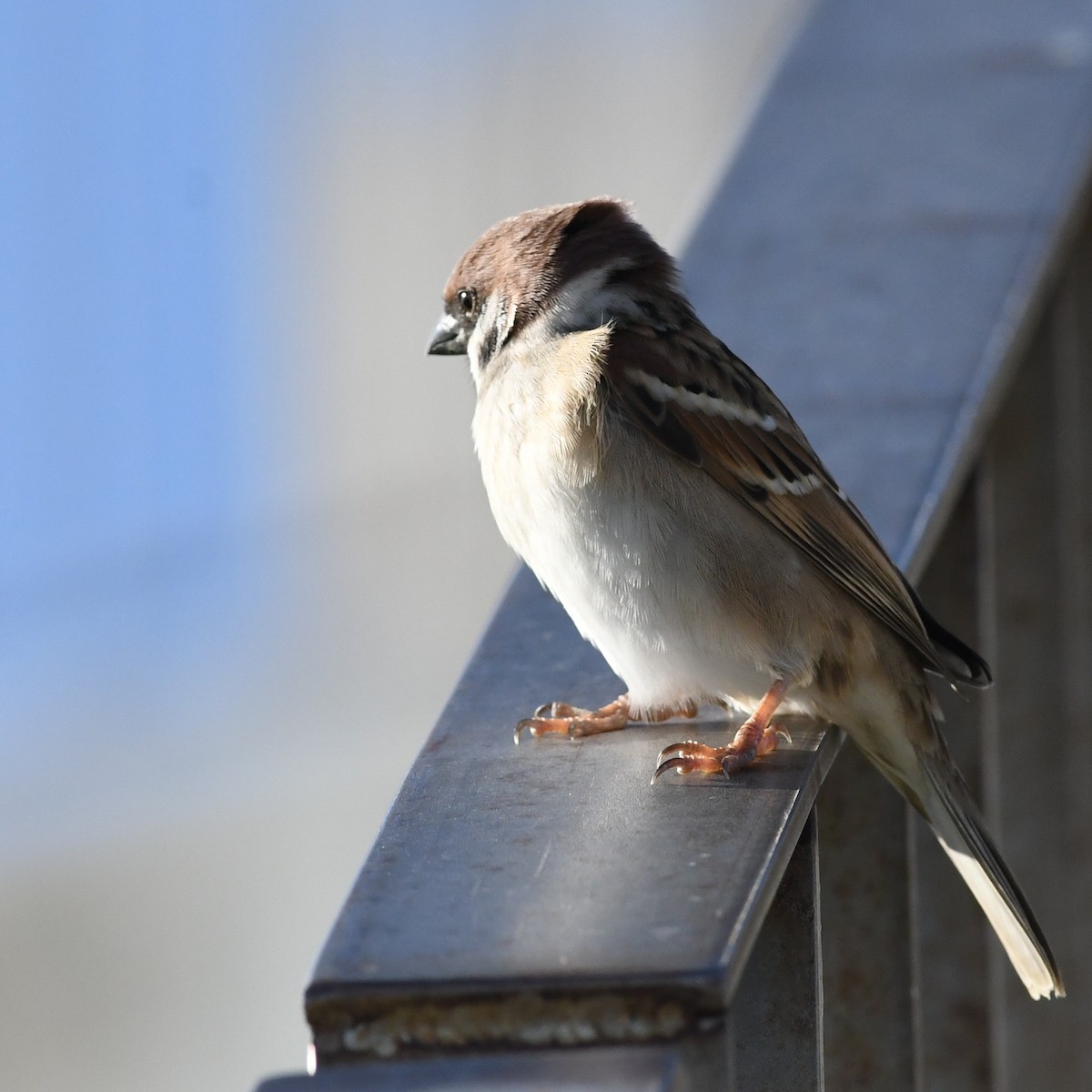 Gorrión Molinero - ML645579861