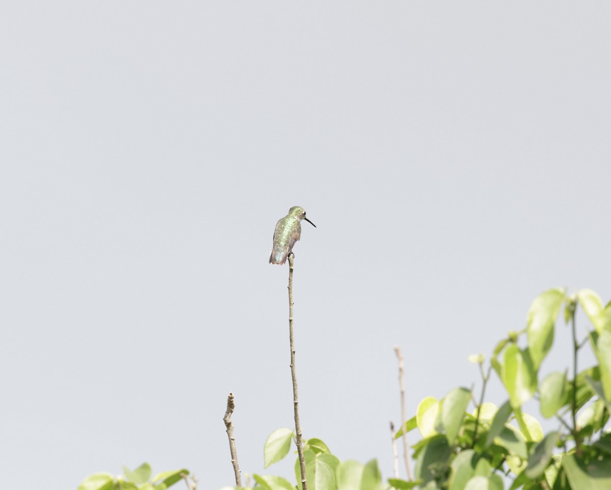 Колібрі рубіновогорлий - ML645579862