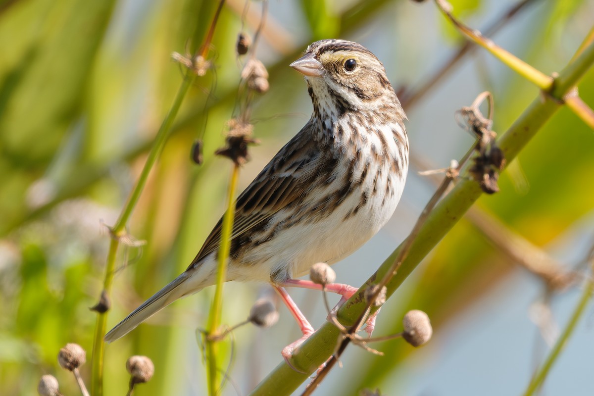 Savannah Sparrow - ML645579864