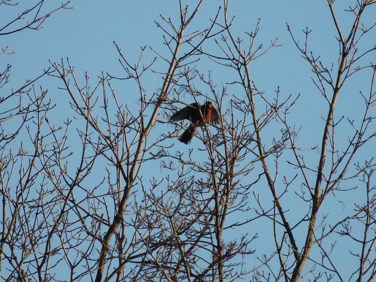 Странствующий дрозд - ML645579866