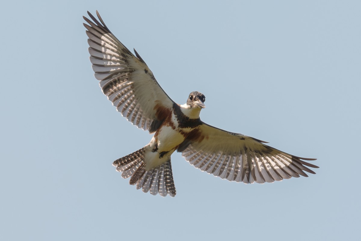 Belted Kingfisher - ML645579867