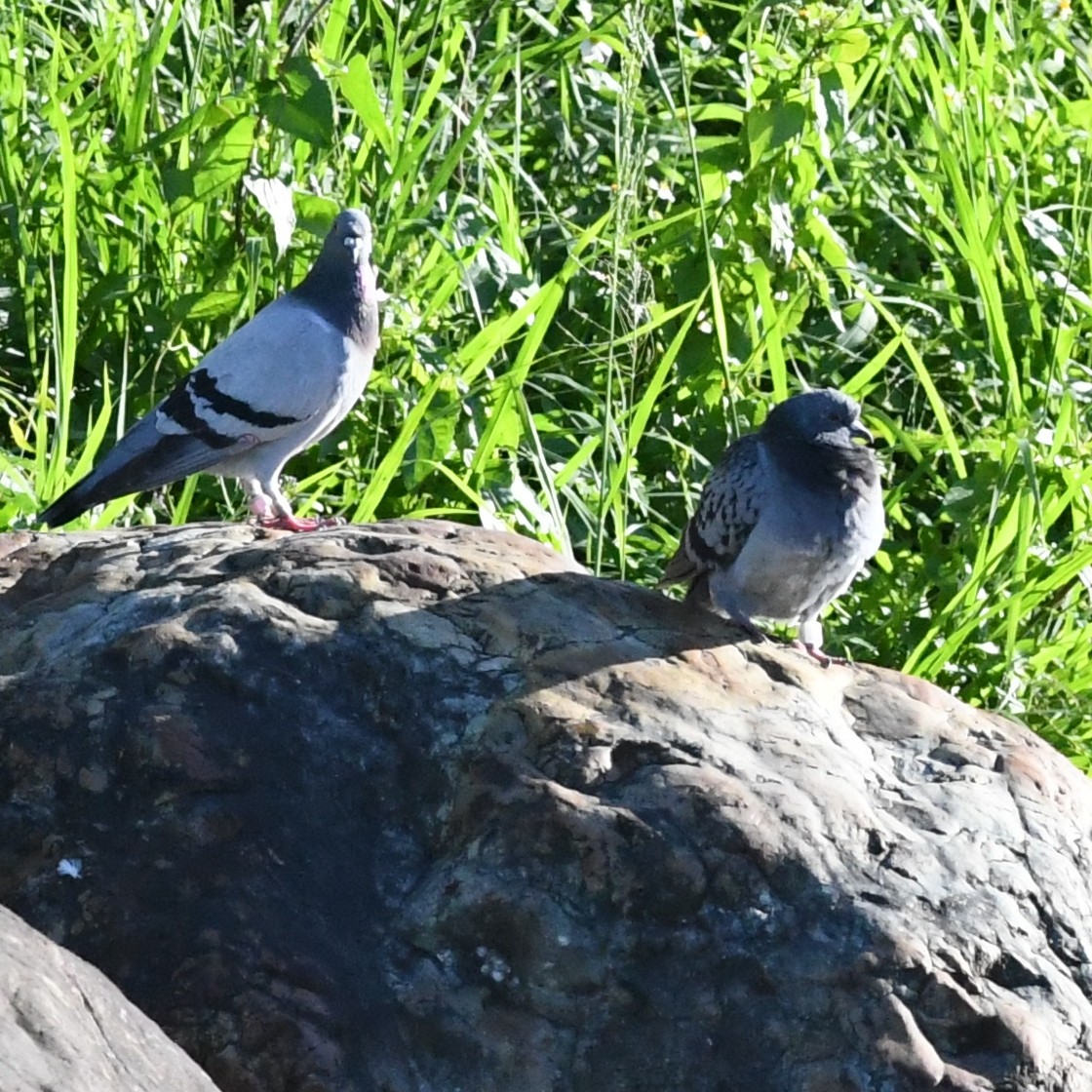 Haitz-usoa (etxekoa) - ML645579868