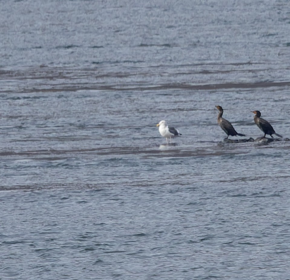 Мартин західний - ML645579870