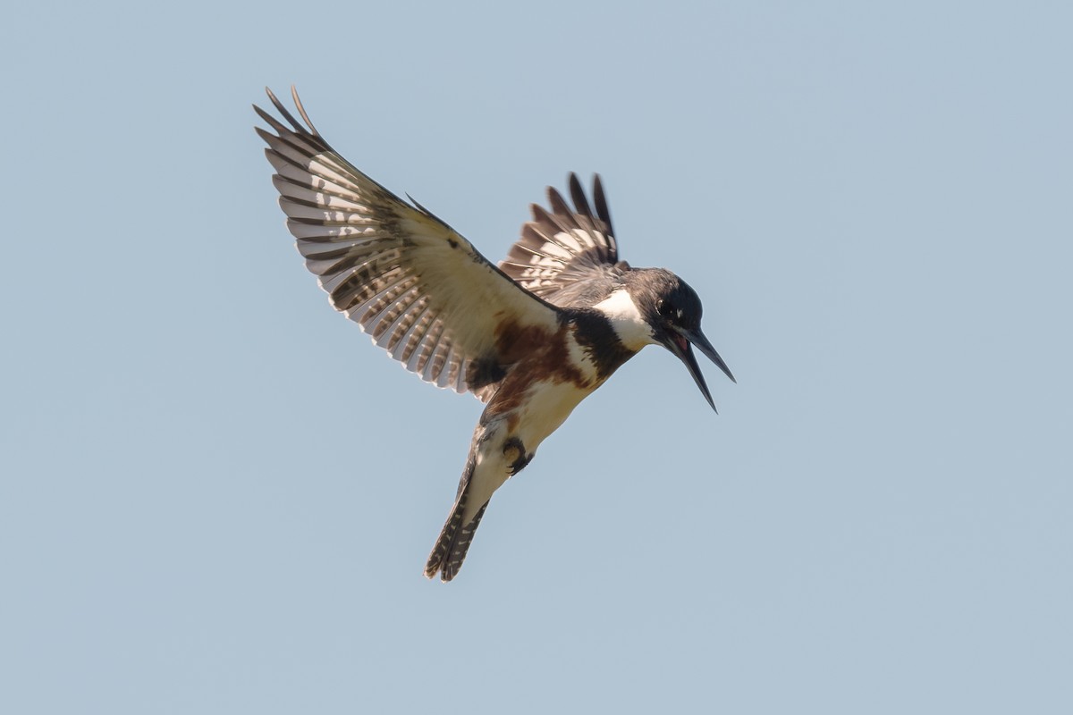 Belted Kingfisher - ML645579872