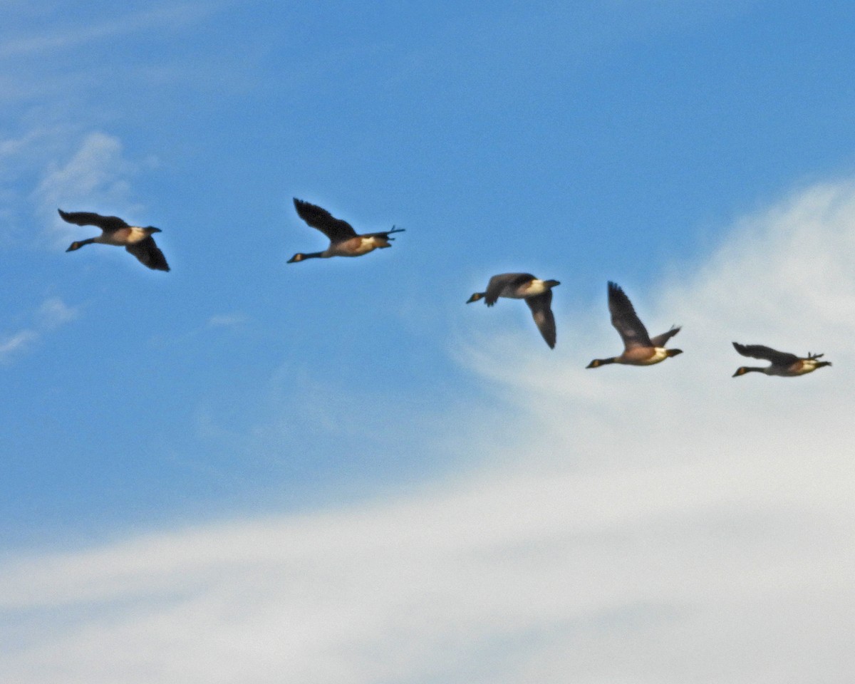 Canada Goose - ML645579883