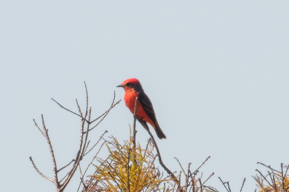 Vermilion Flycatcher - ML645579886
