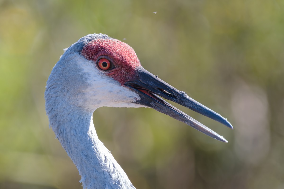 Sandhill Crane - ML645579890