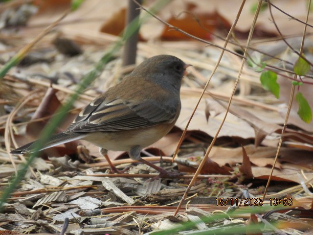 Dark-eyed Junco - ML645579894