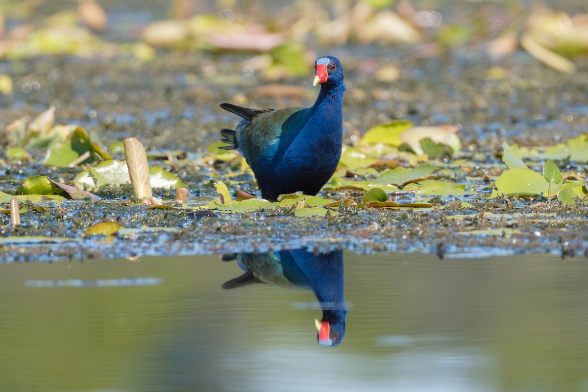 Purple Gallinule - ML645579901