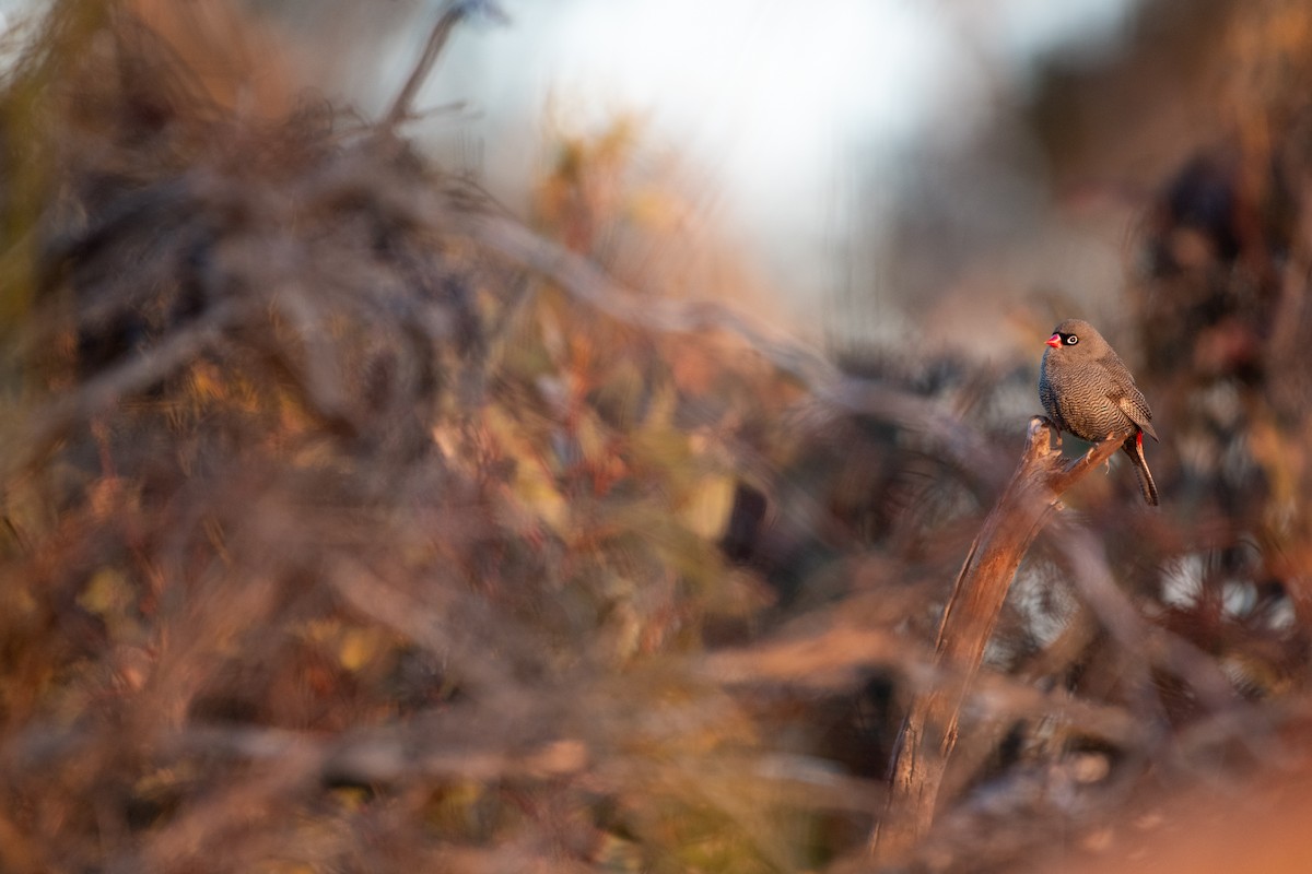 Beautiful Firetail - ML645579902
