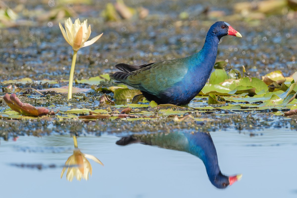 Purple Gallinule - ML645579903