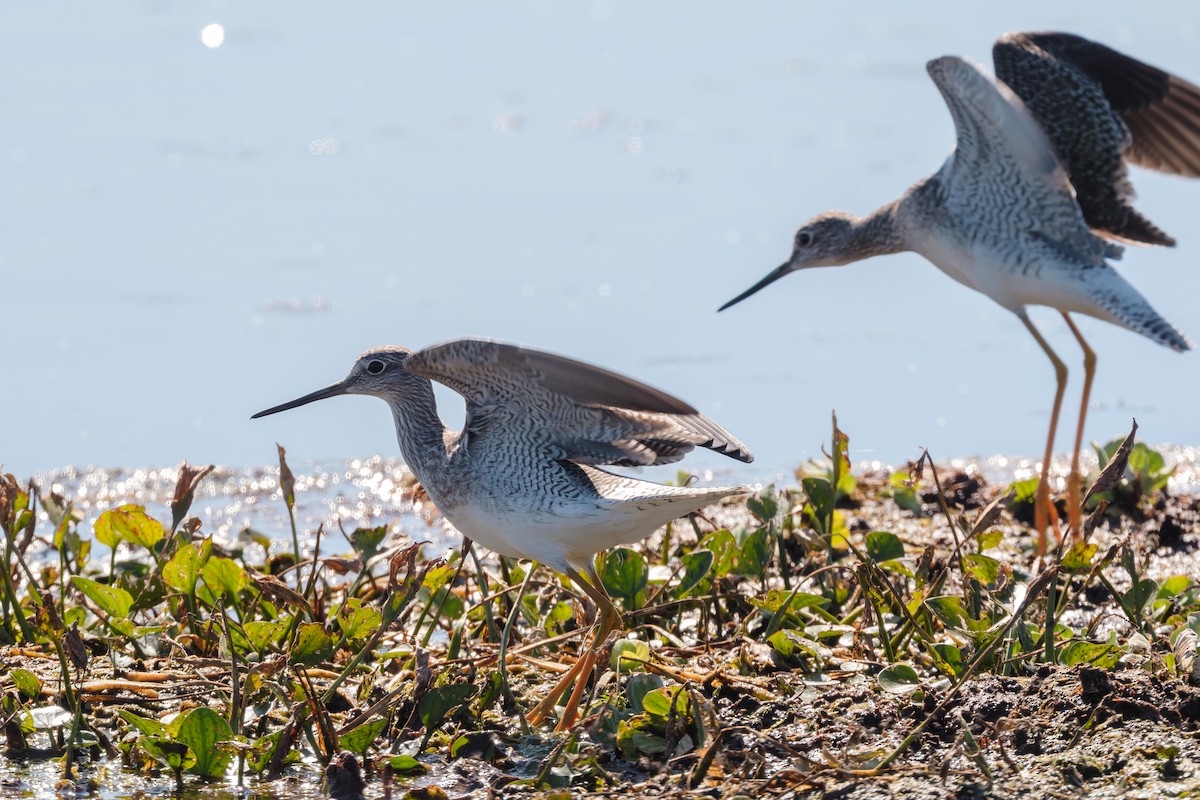 Greater Yellowlegs - ML645579923