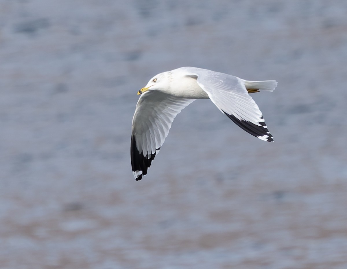 Ring-billed Gull - ML645579924